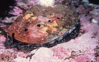 Red Abalone