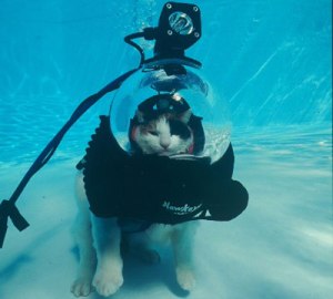 scuba-cat-6