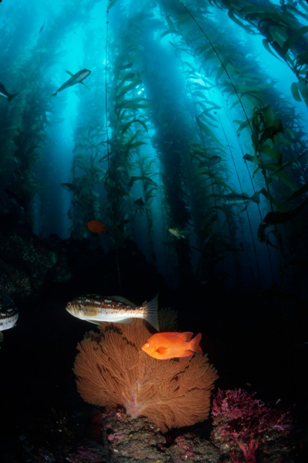 Gorg_kelpbass_Garibaldi_P. Colla